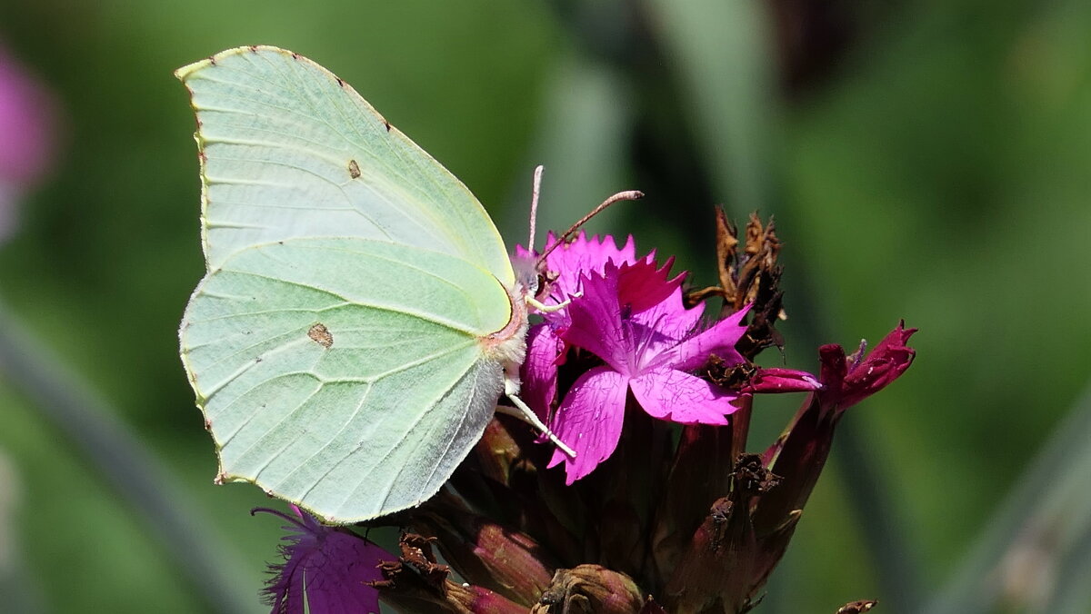 Капустница Бабочки / Butterfliesу  у меня на Даче... - "The Natural World" Александер