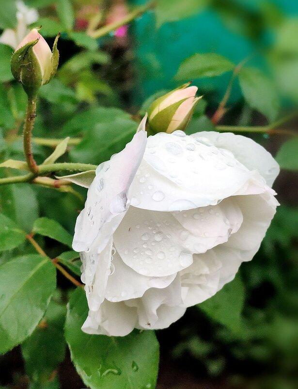 Освежающий майский дождик для белой розы - tatyana 