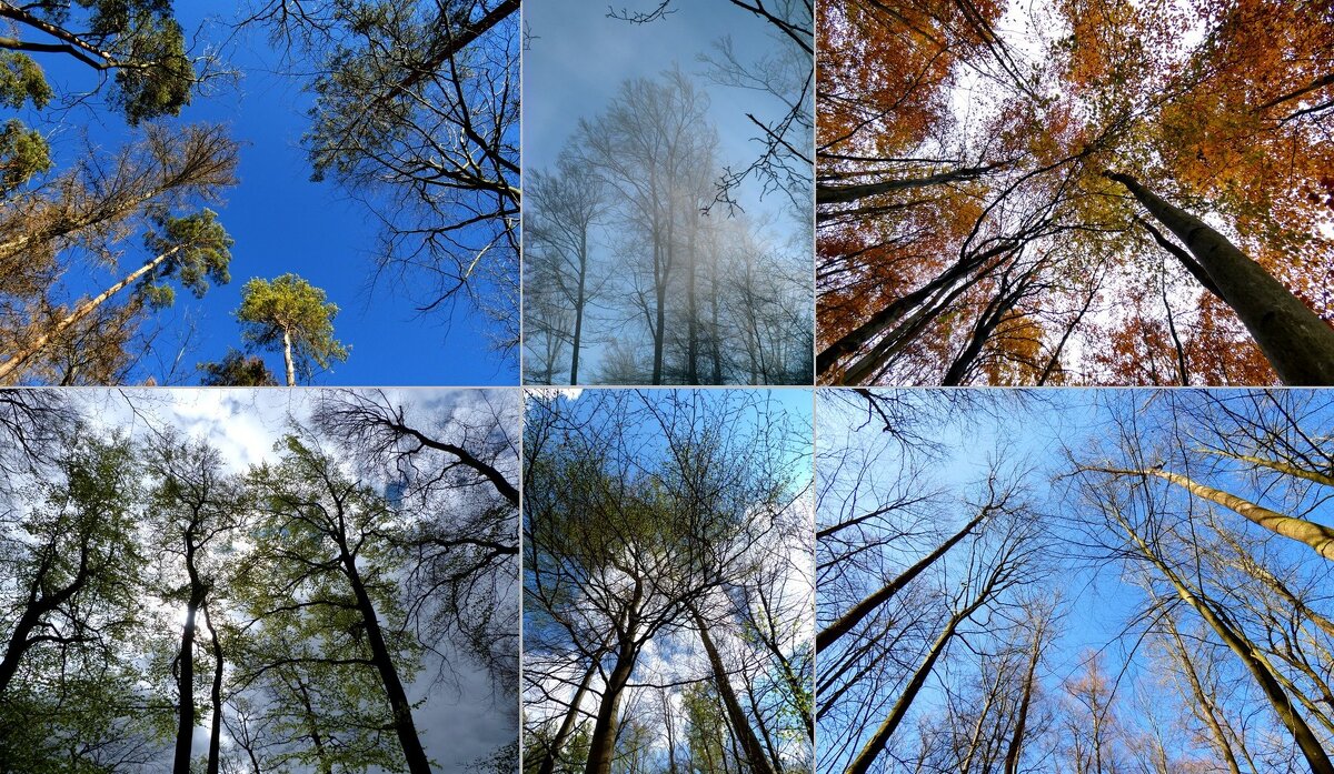 Деревья и вид вверх - Heinz Thorns