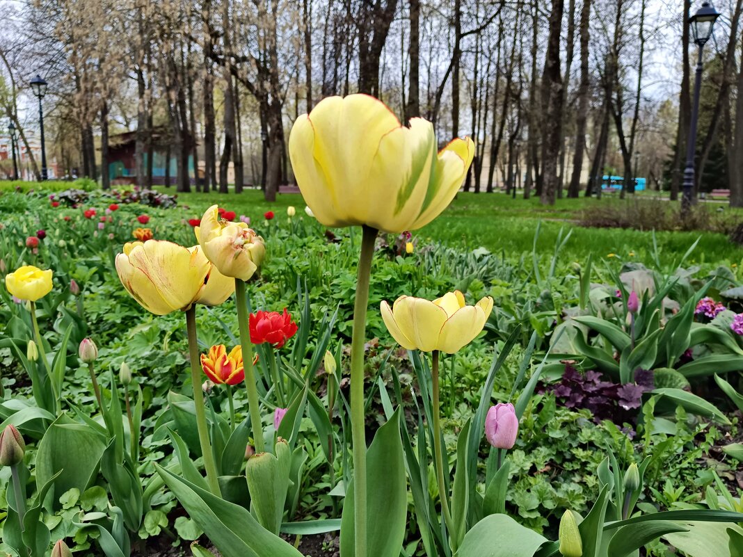 Зацвели тюльпаны в горсаду... - Мария Васильева