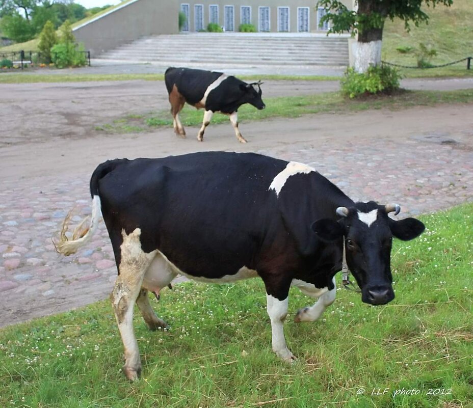 Коровы в городской черте - Liudmila LLF