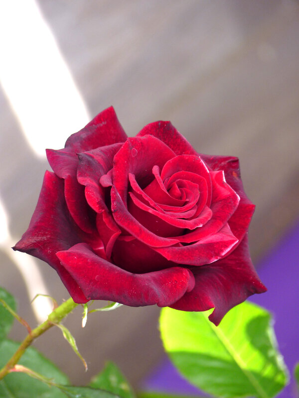 Мир цветов бархатная роза - Валентин Семчишин