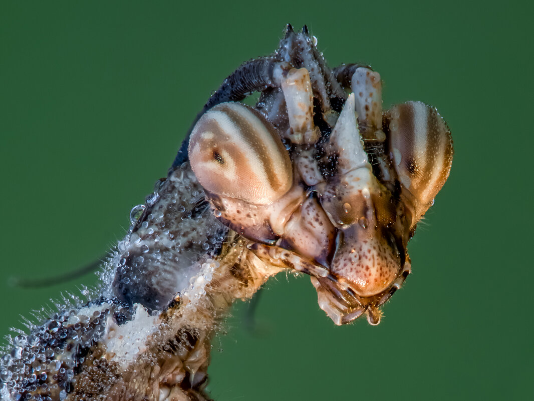 Богомол.Нимфа Blepharopsis mendica. - Александр Григорьев