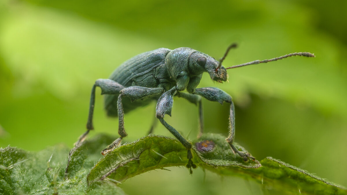 phyllobius pomaceus - Алексей Жариков