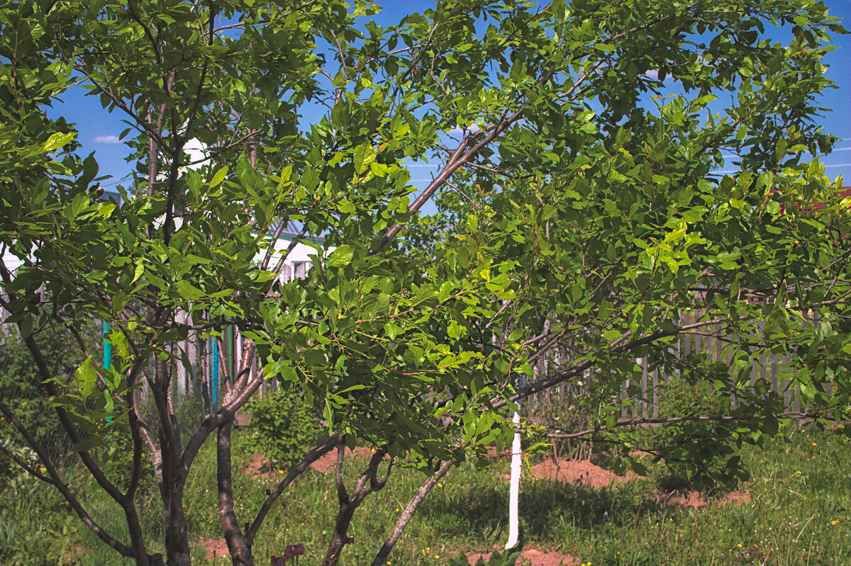Яблоневый сад весной. Фруктовые деревья с зелеными листьями - SafronovIV Сафронов