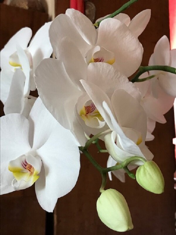 Моя орхидея - Татьяна Юрасова