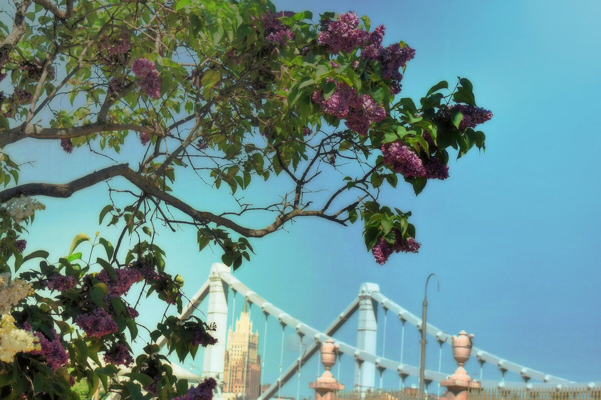 Цветёт, благоухает на фоне Крымского моста.  - Татьяна Помогалова