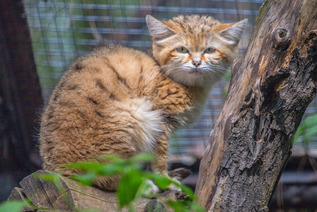 барханный кот - аркадий 