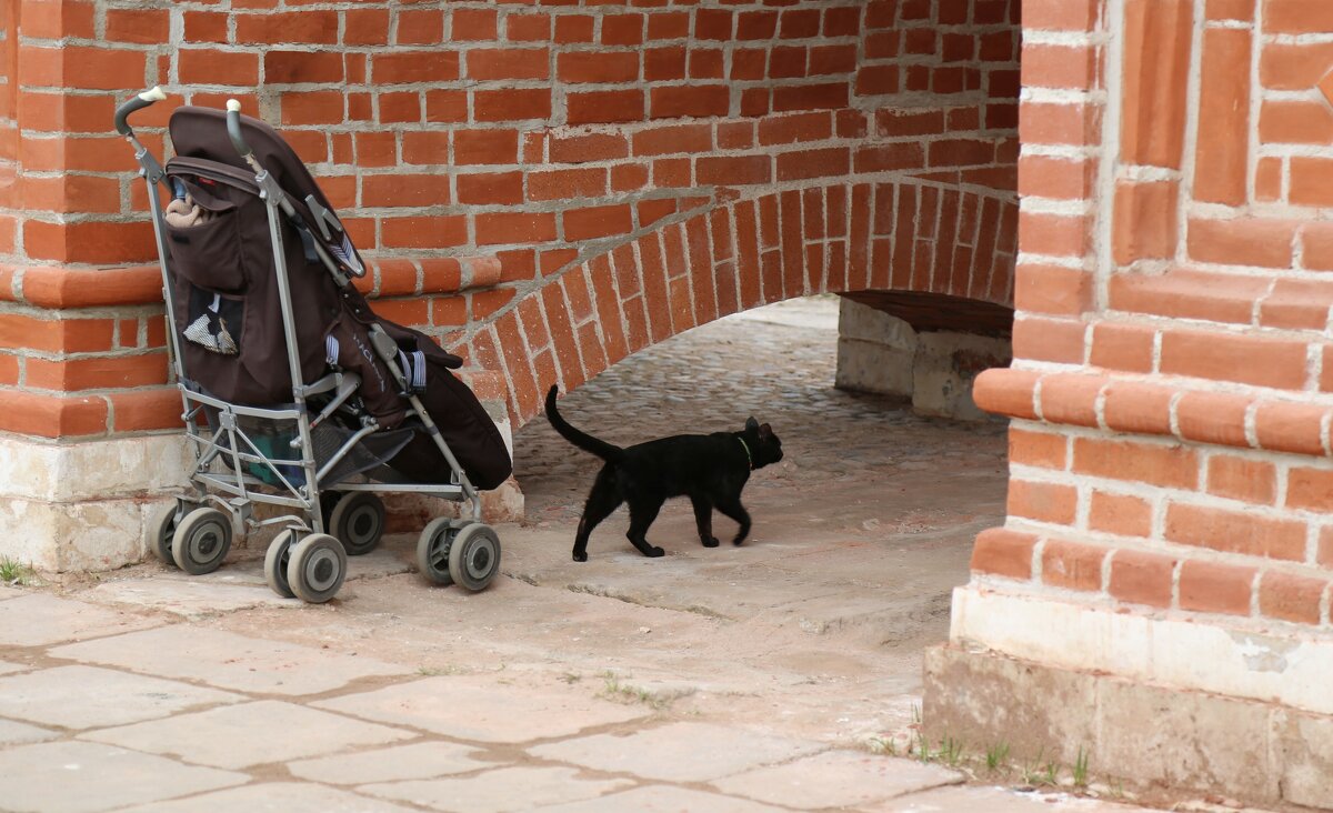 Жил да был черный кот... - ZNatasha -