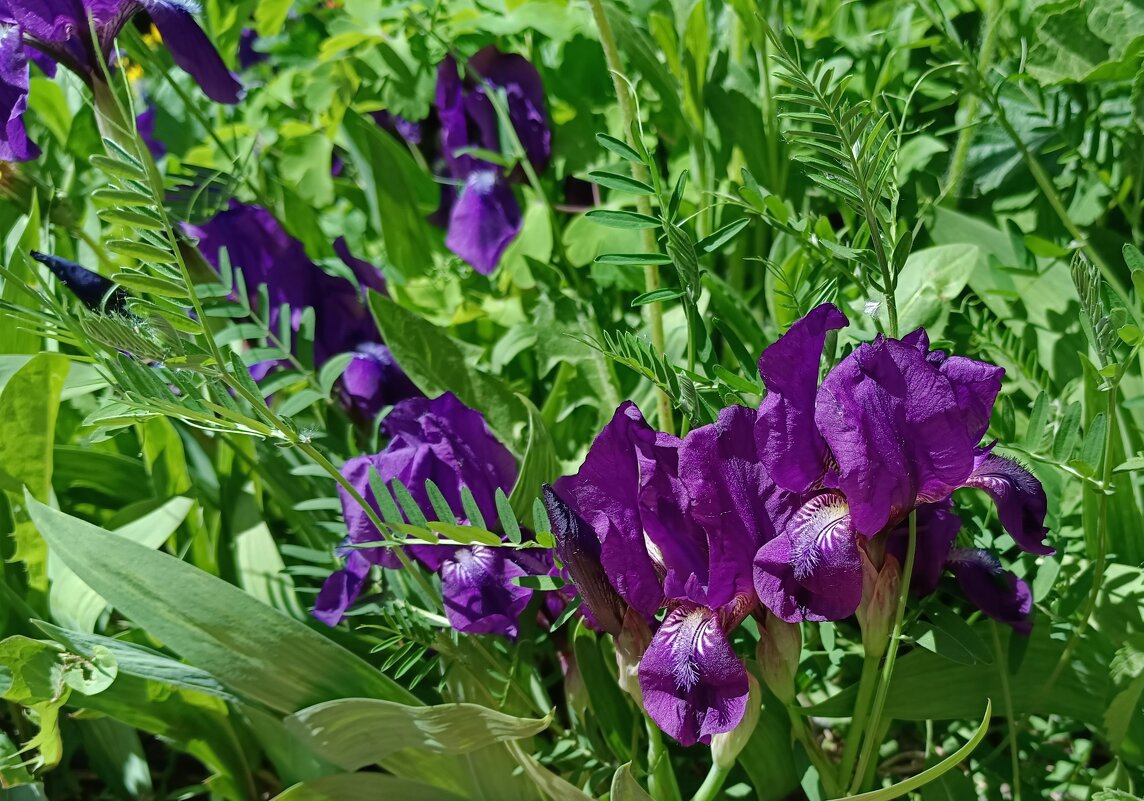 На клумбе у дома - Мария Васильева