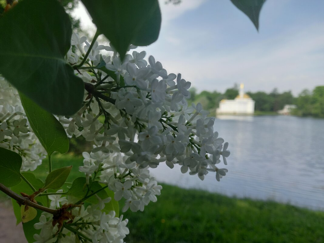 Сирень - Сапсан 