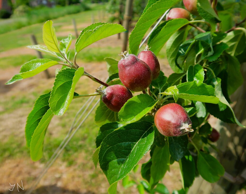 Яблоки на ветке - Nina Yudicheva