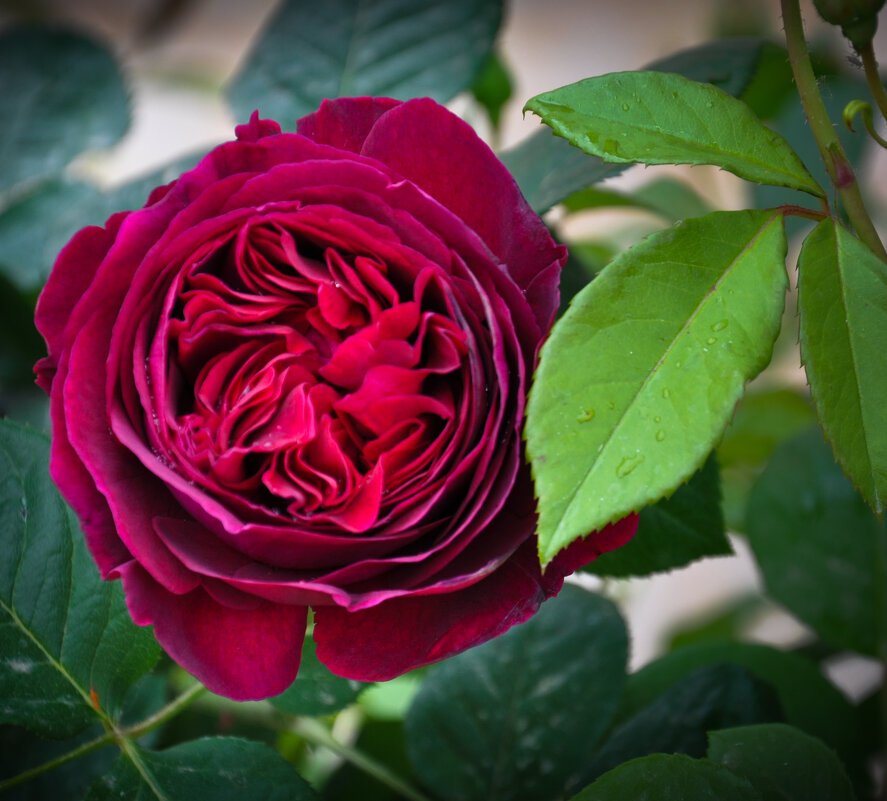 Прекрасная роза с завораживающим ароматом - Андрей ТOMА©