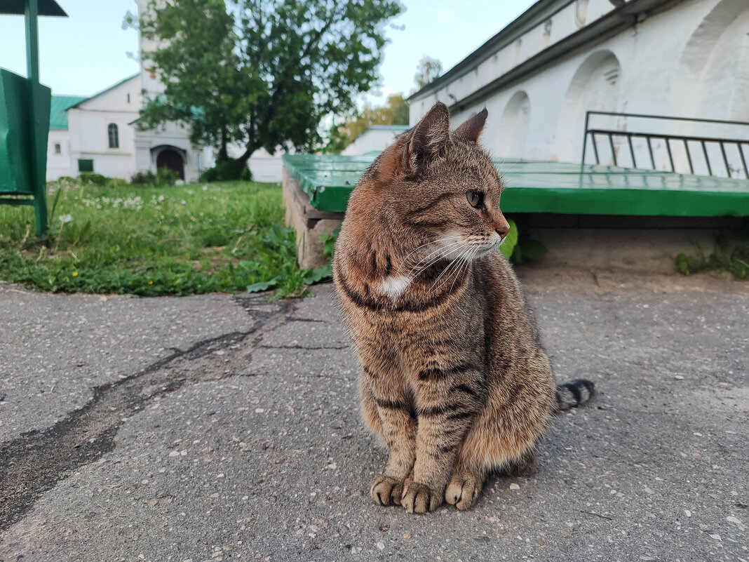 Кошка - Денис Бочкарёв