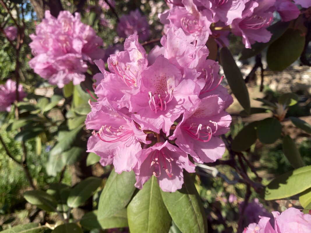 Рододендрон - Сапсан 