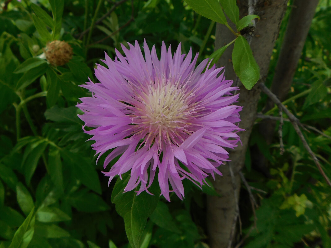 Василёк выбеленный (Centaurea dealbata)