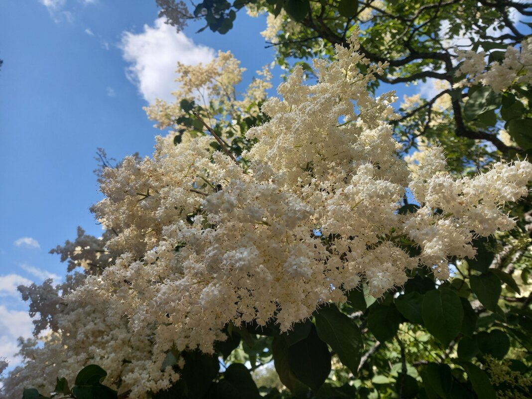 Амурская сирень - Сапсан 