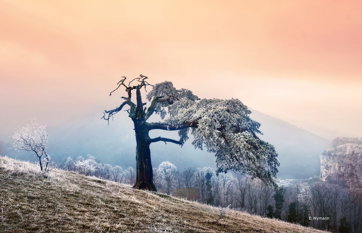 lonely tree - Elena Wymann