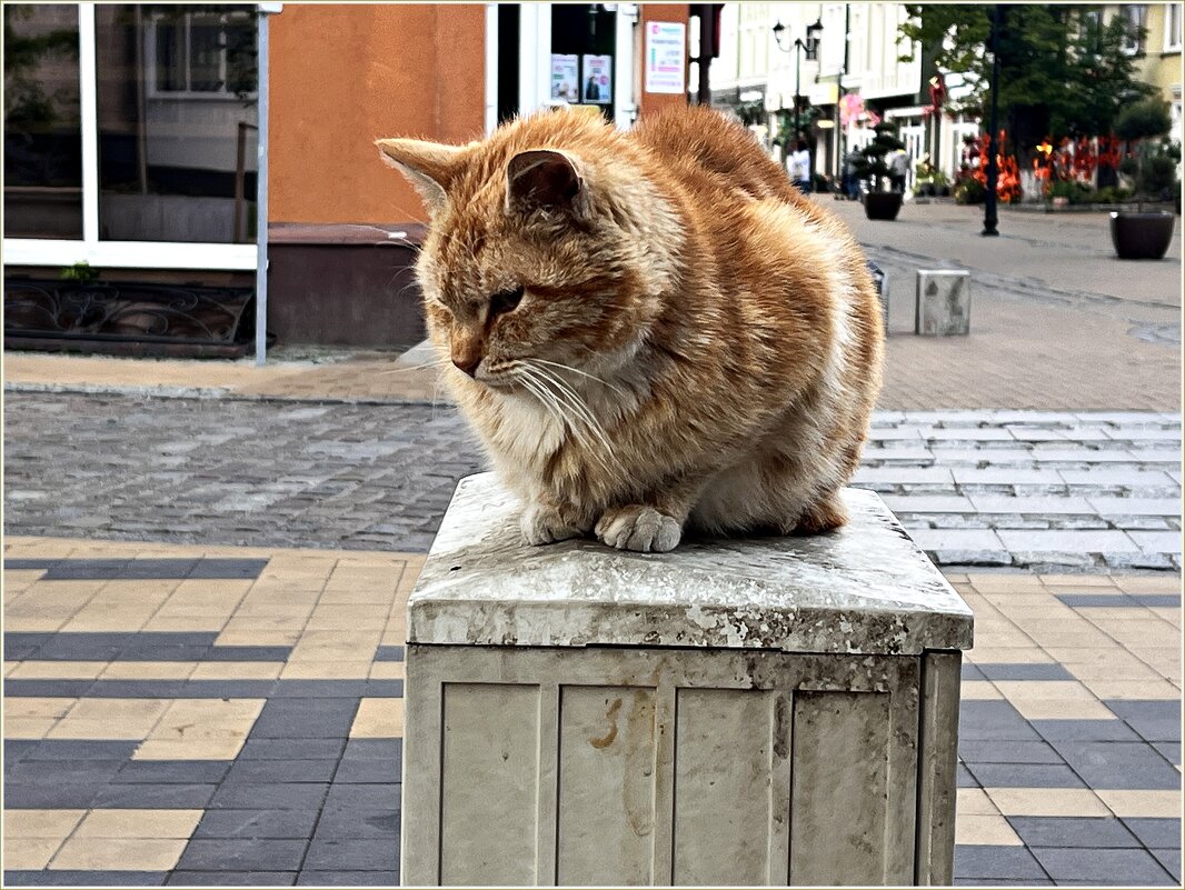 Зеленоградский котик. - Валерия Комова