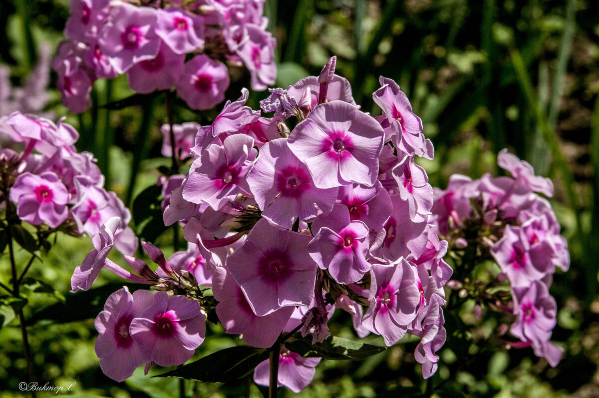 Флоксы - Виктор Х. 