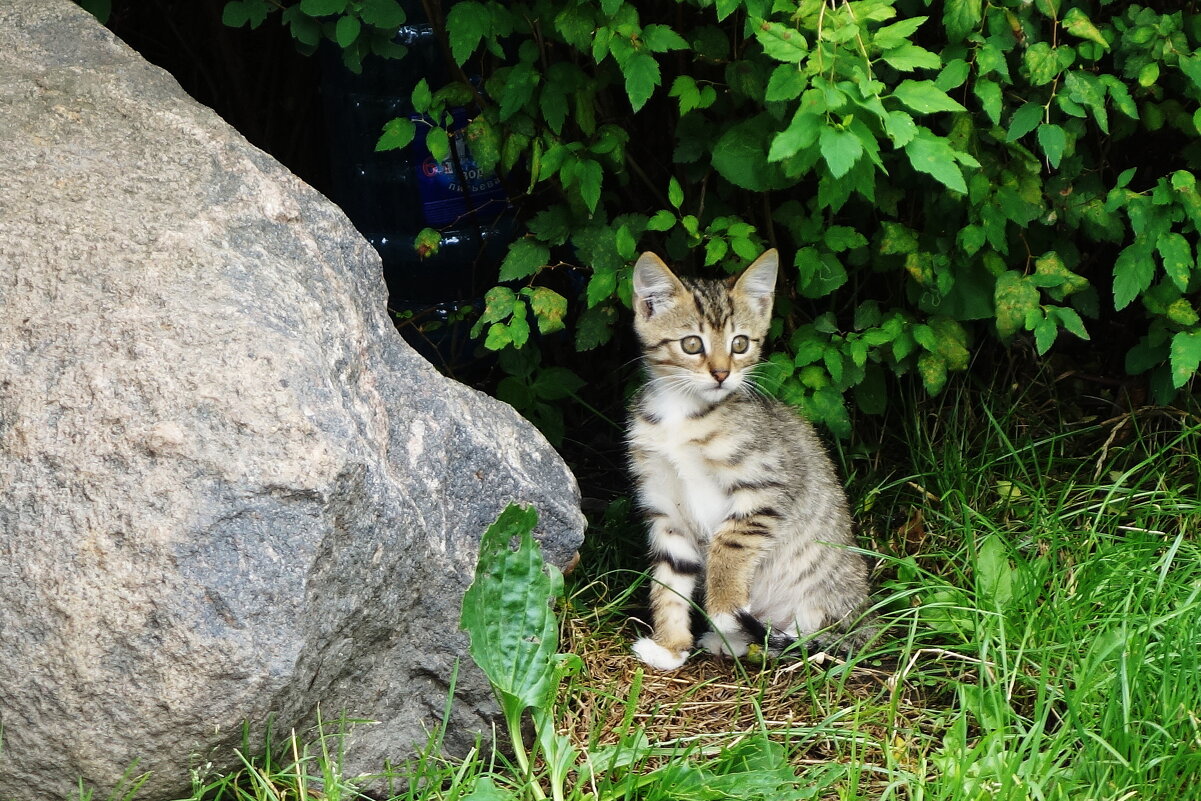 Котенок познает мир - Рита Симонова