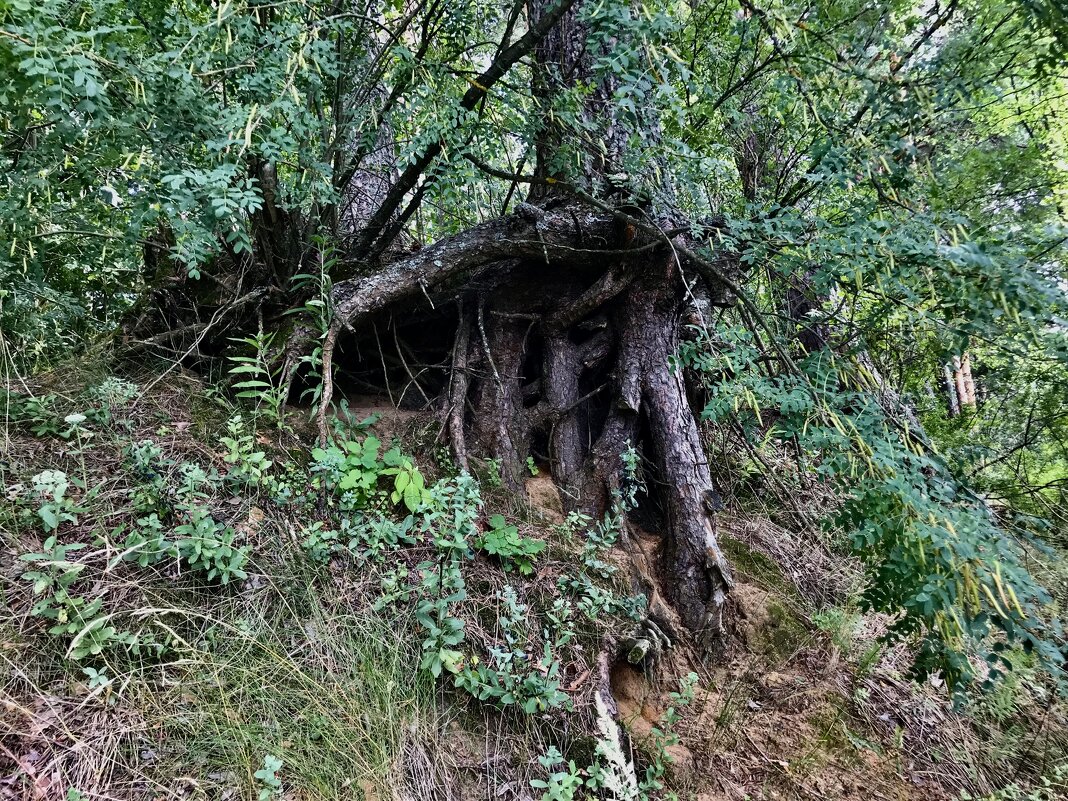 Корнями наружу - Любовь 