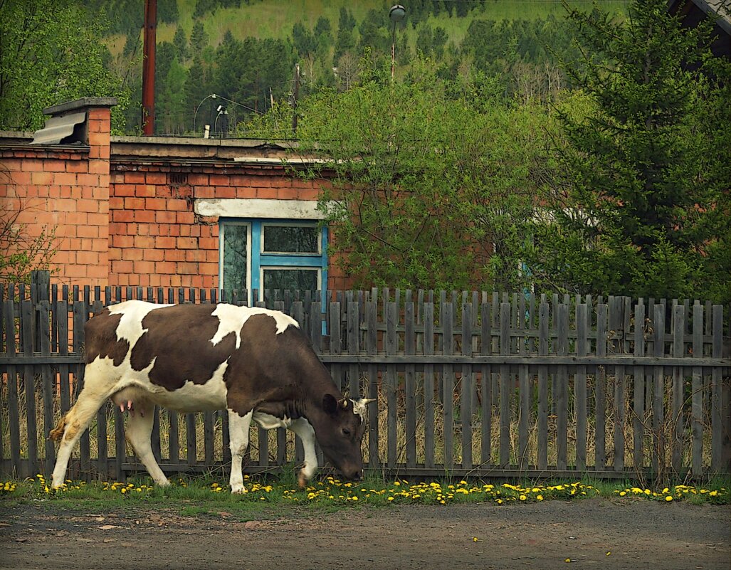 Одуванчики. - Вера Литвинова