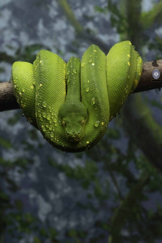 Green tree python - Al Pashang 