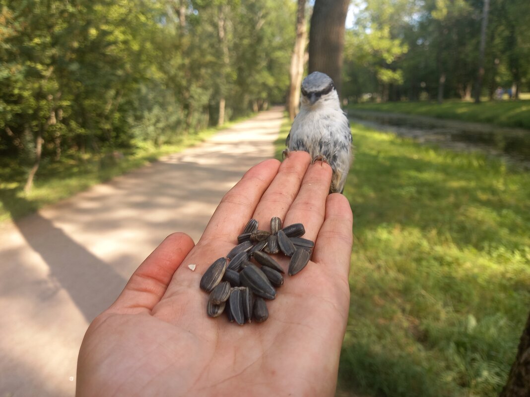 Поползень - Сапсан 