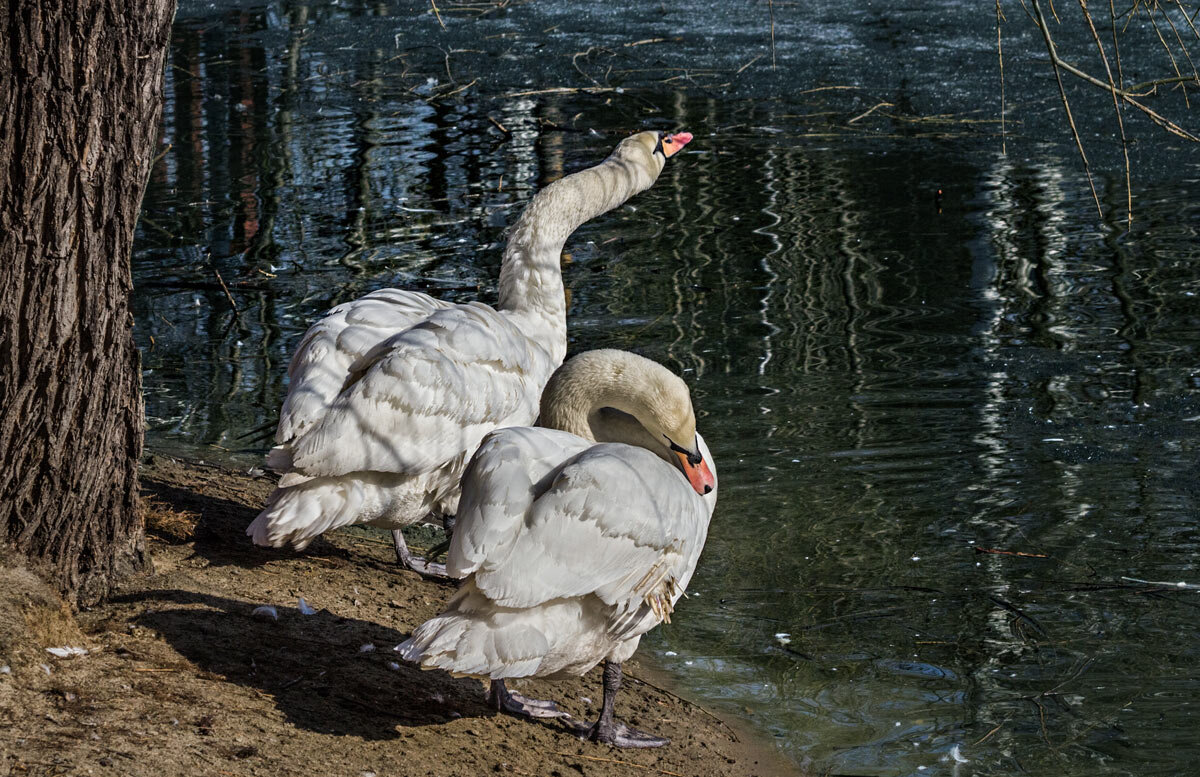 Лебедь - SanSan 