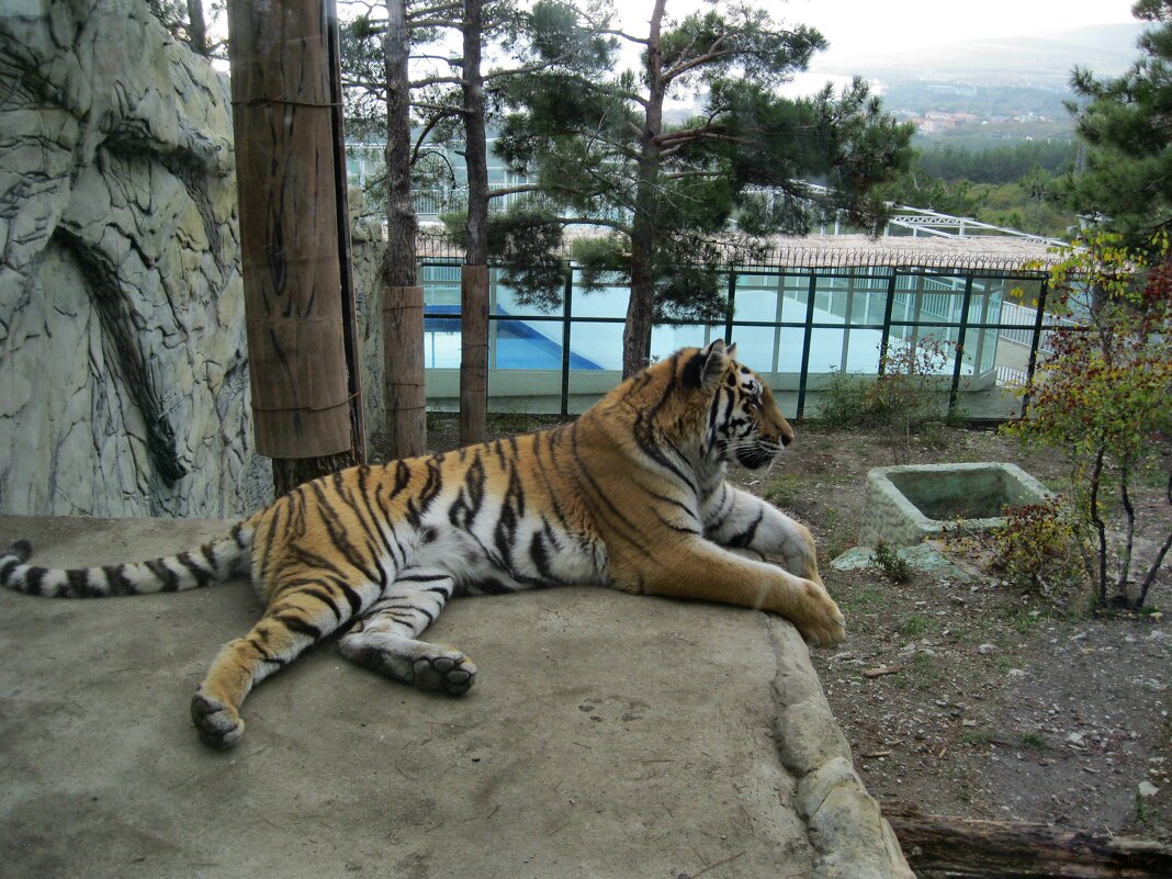 Амурский тигр - Мария Васильева