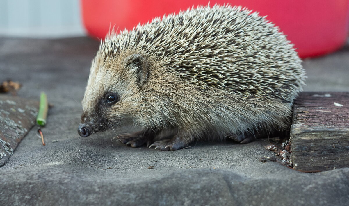 Hedgehog on old roofing material | 2 - Sergey Sonvar