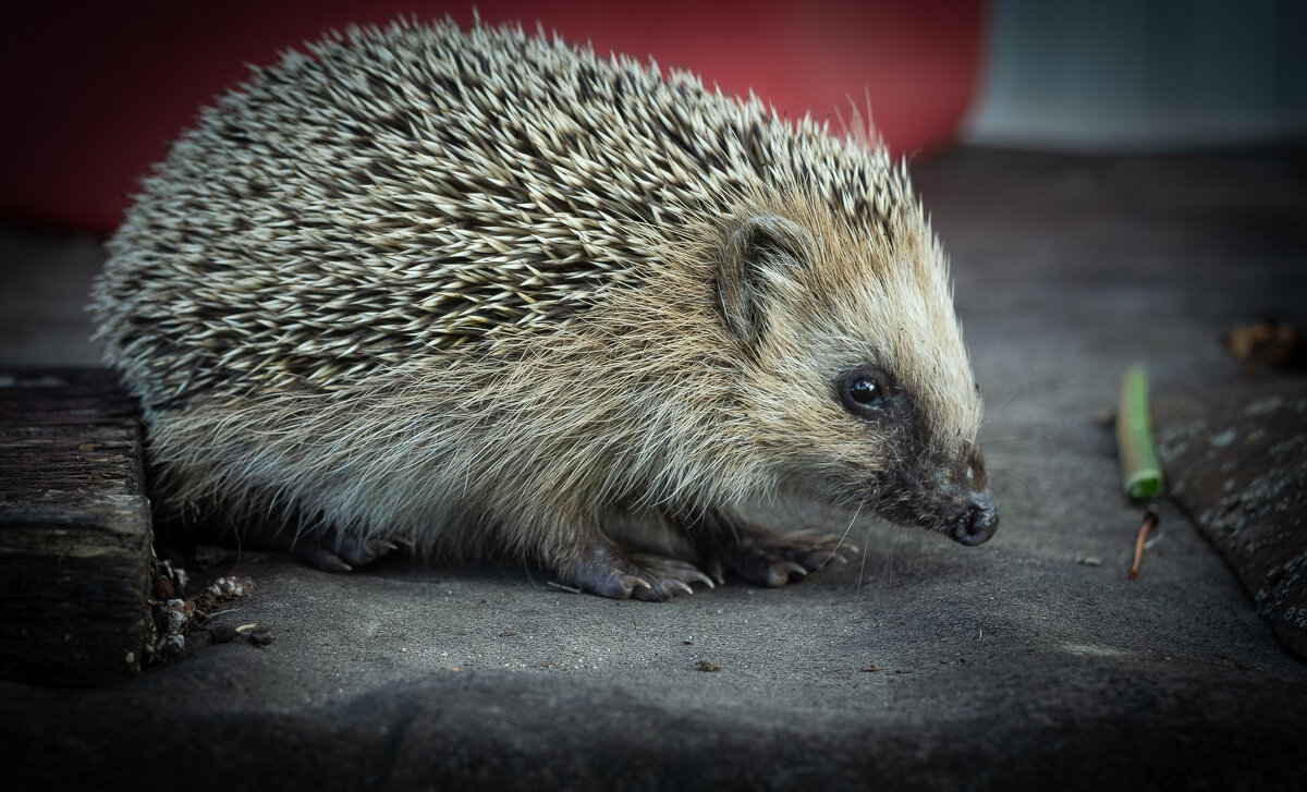 Hedgehog on old roofing material | 5 - Sergey Sonvar