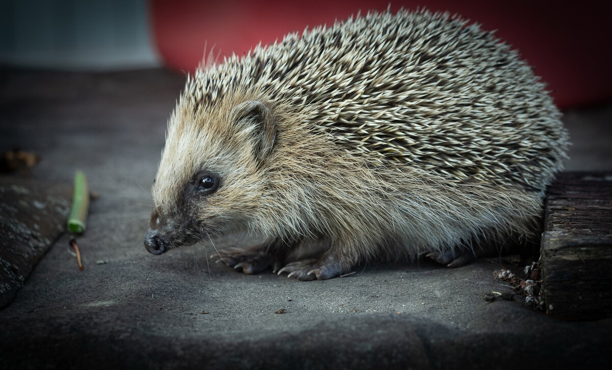 Hedgehog on old roofing material | 6 - Sergey Sonvar