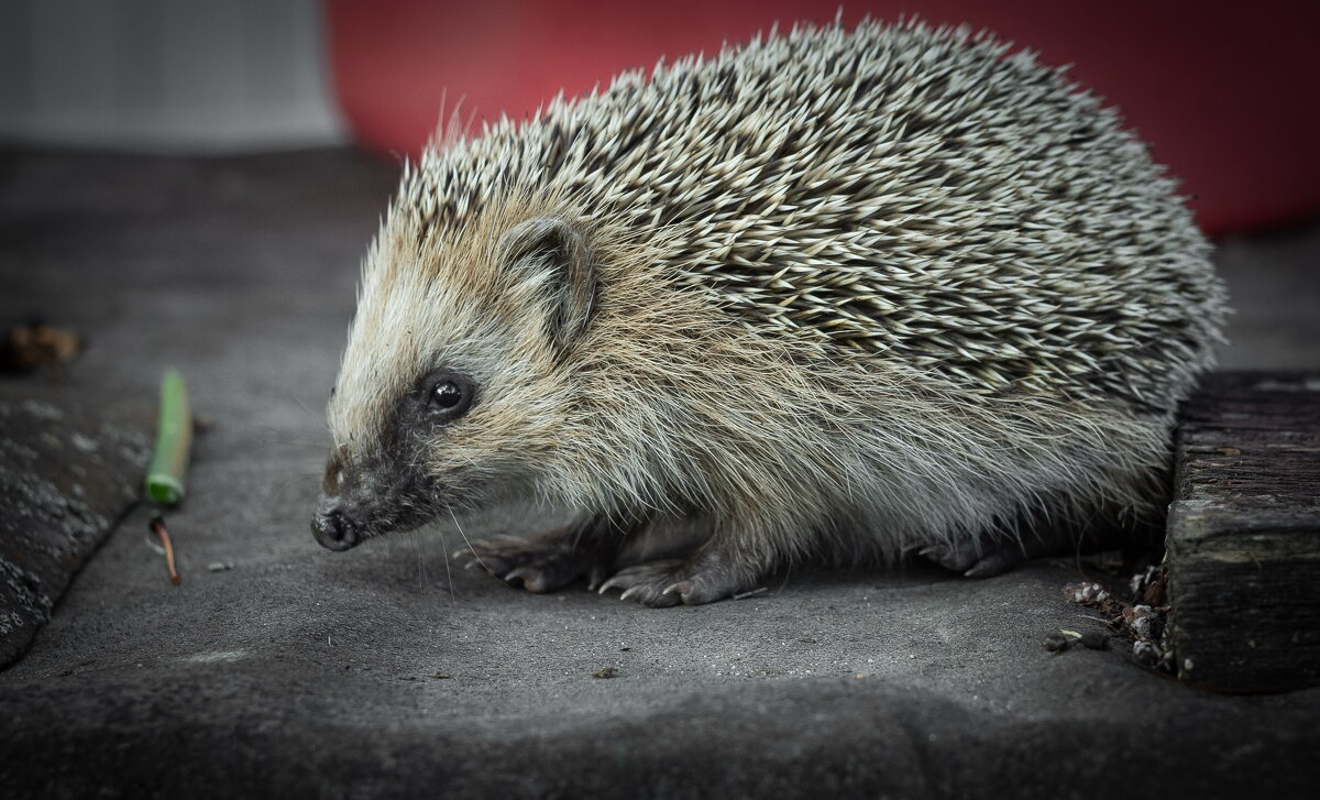 Hedgehog on old roofing material | 8 - Sergey Sonvar