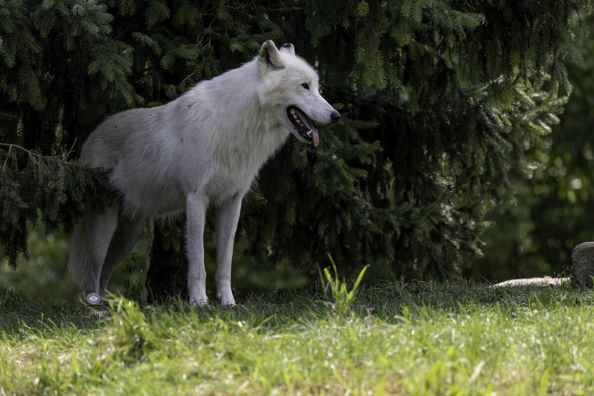 Arctic wolf - Al Pashang 