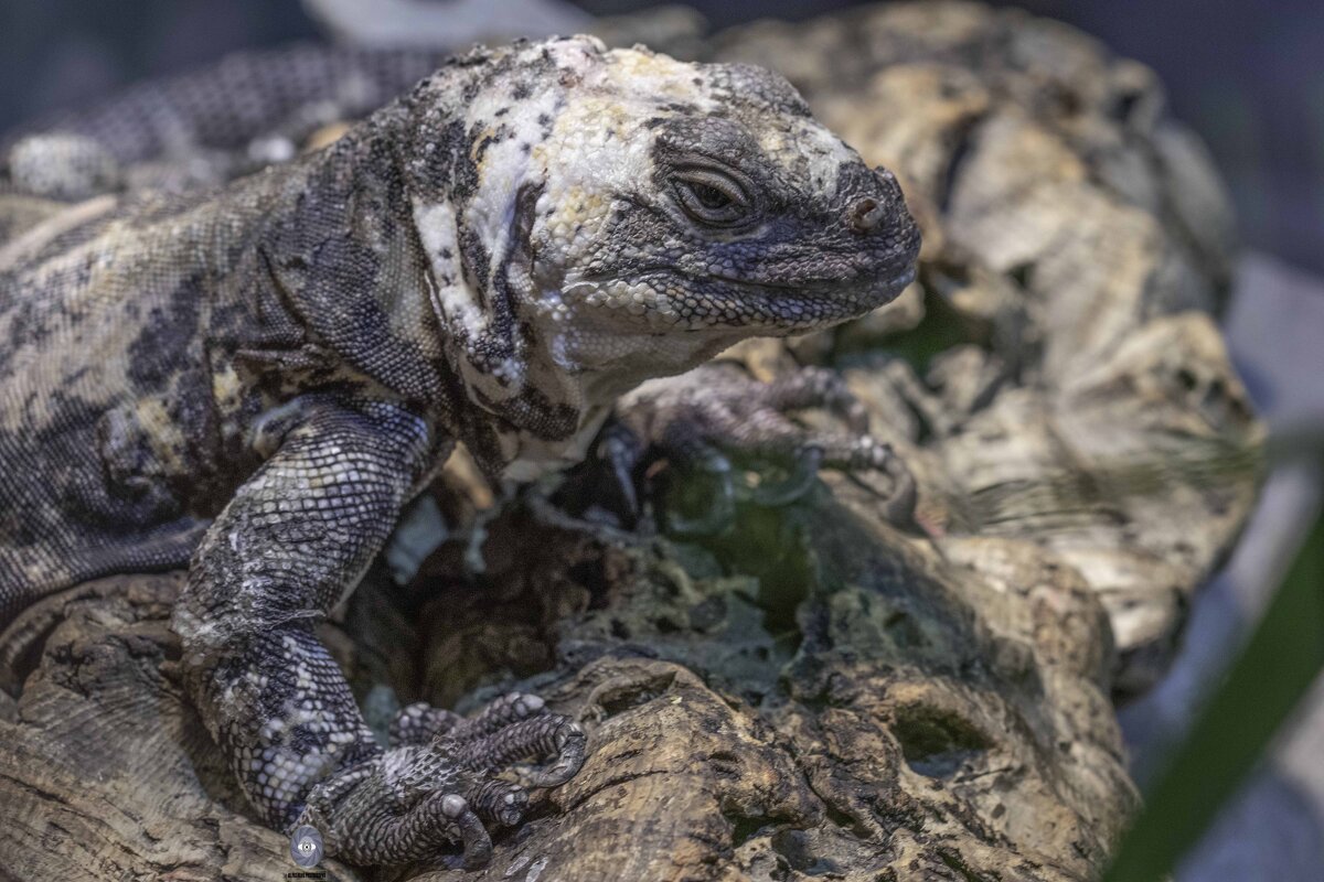 San Esteban Island chuckwalla - Al Pashang 