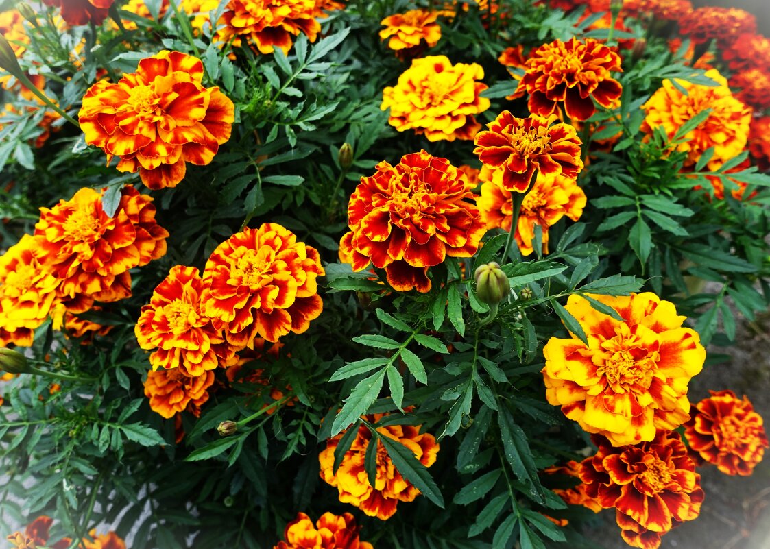 Весёлые бархатцы(Tagetes) - Aida10 