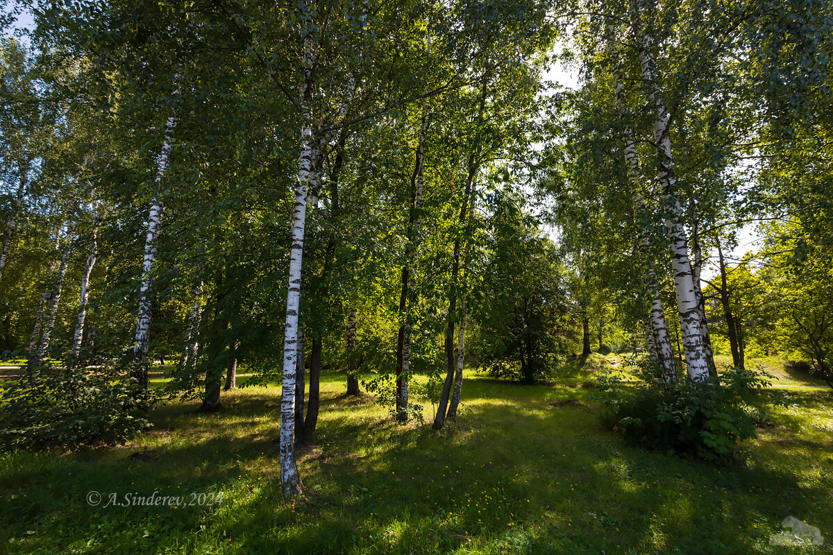 Летняя природа с берёзами - Александр Синдерёв