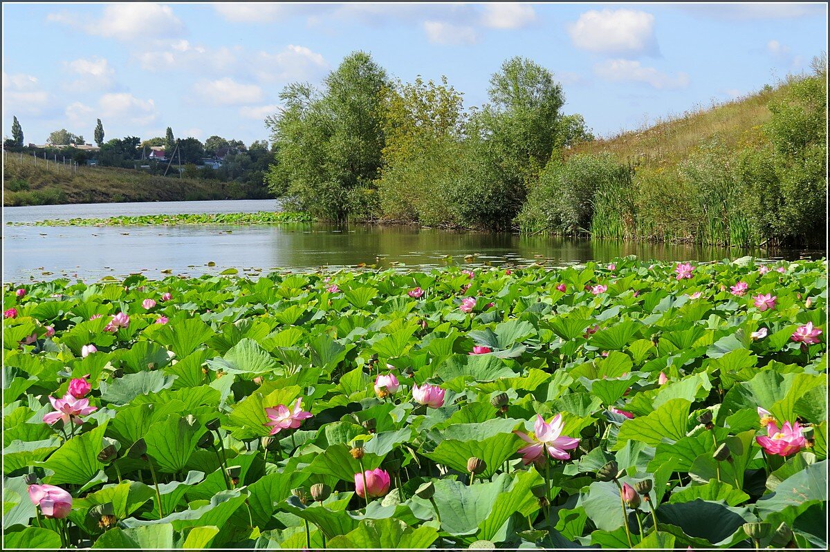 Лотосовая поляна - Сеня Белгородский