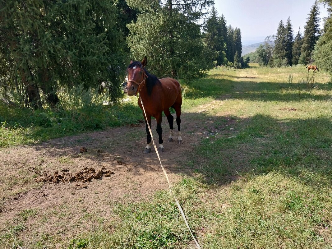 Ak Bulak. - Murat Bukaev 