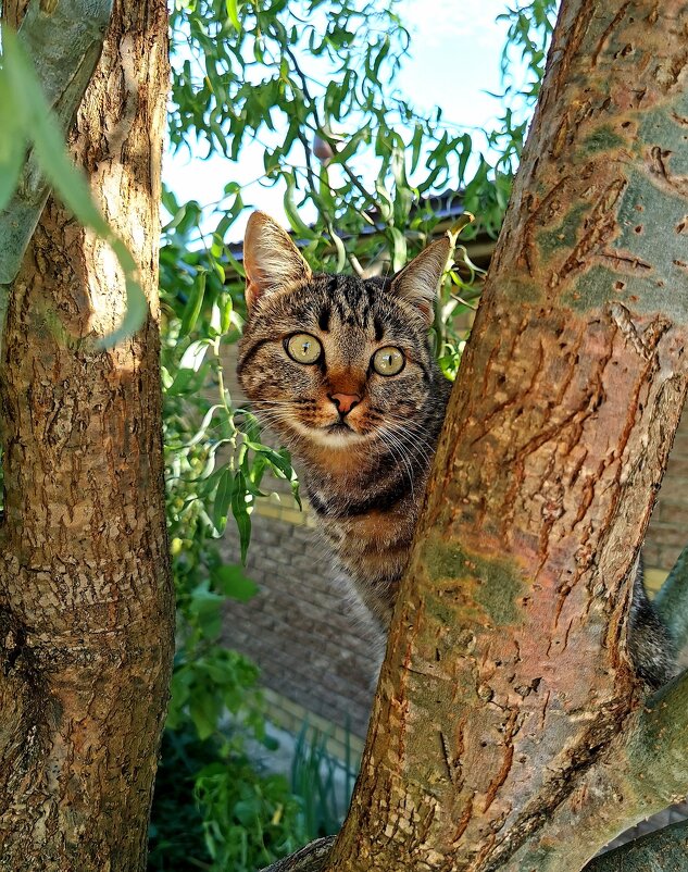 Хулиганка. Кошка Несси, четвероногие друг - Наталья Евтушенко