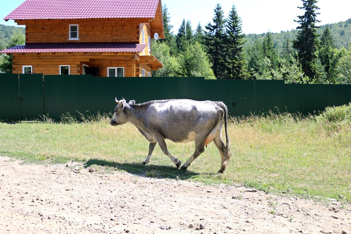 На улицах Листвянки - Ольга 