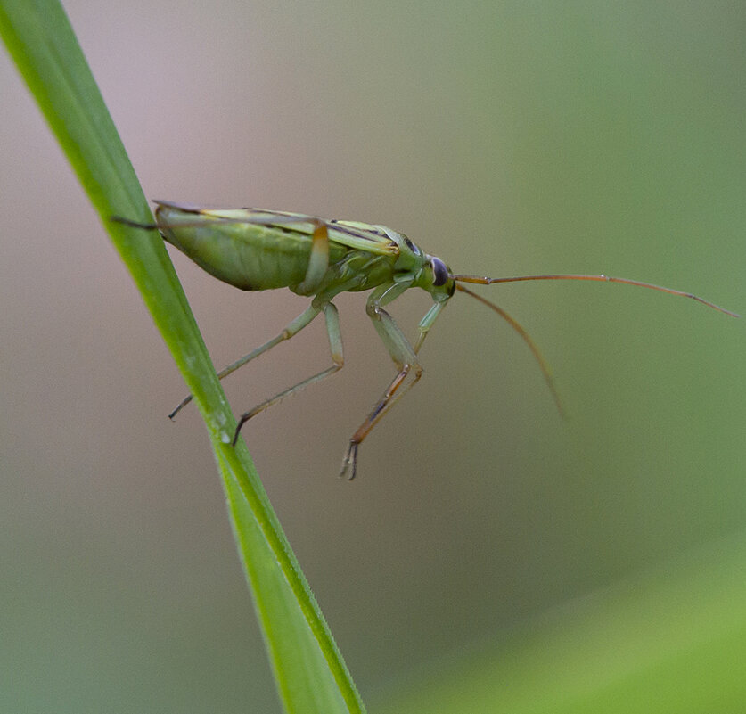 ... - civettina ...