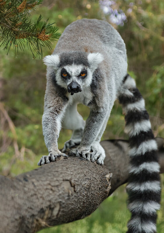 Кошачий лемур - SanSan 