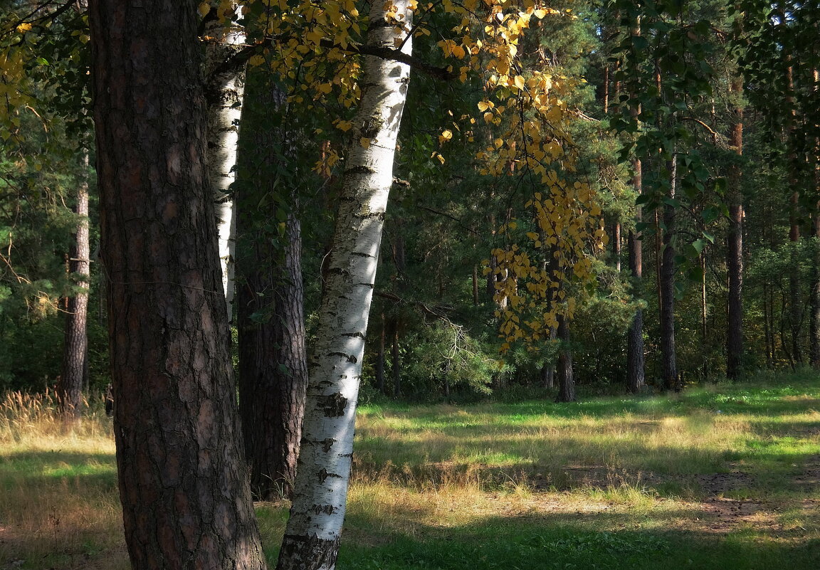 Цвет золота в листве- примета осени. - Люба 