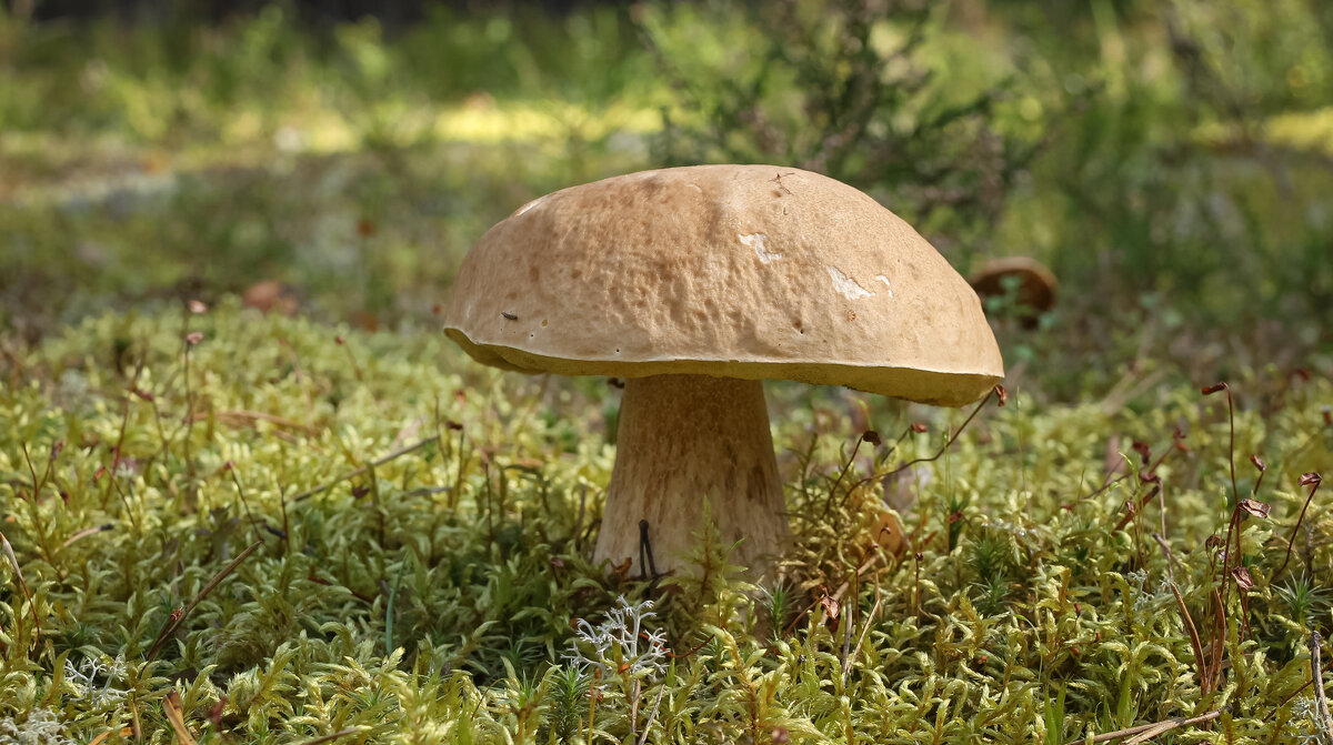 Porcini mushroom | 2 - Sergey Sonvar