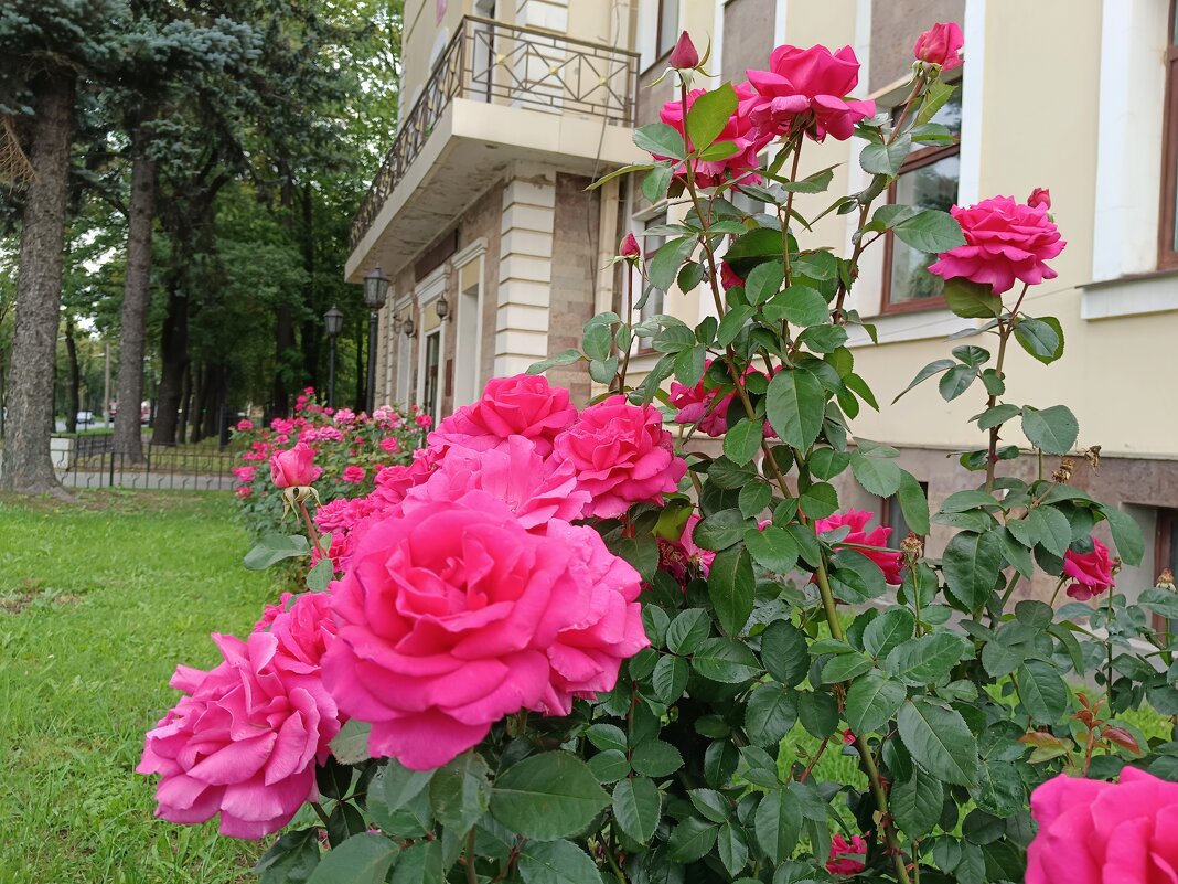 Розы в городе... - Мария Васильева