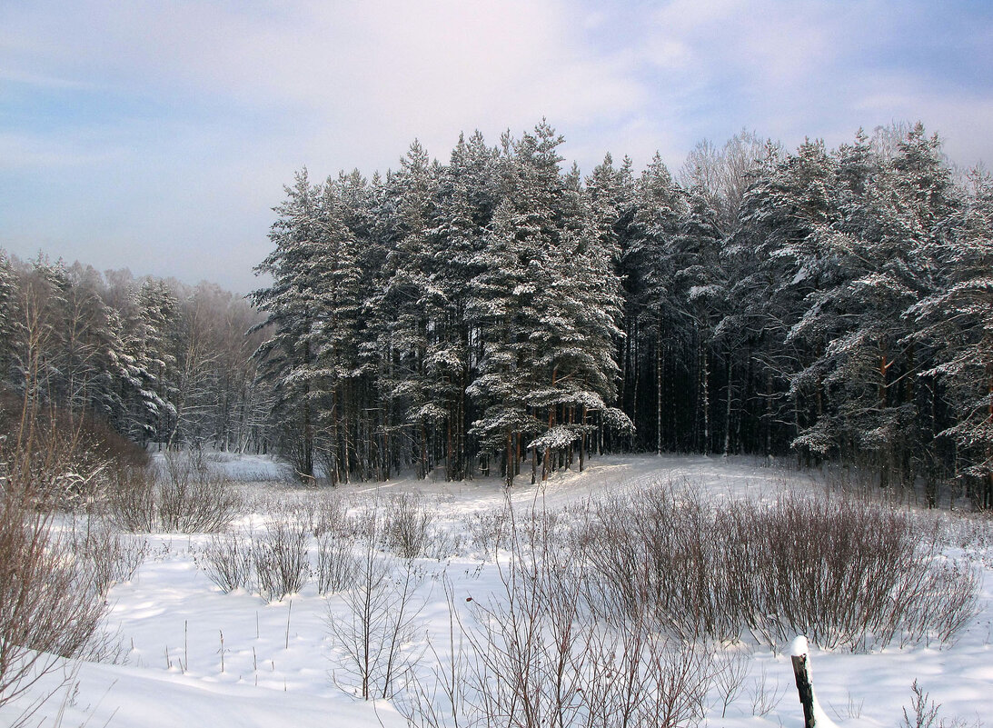 В лесопарке - Александр Ильчевский 