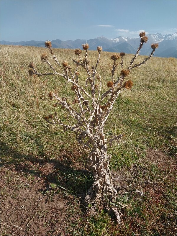 Ak Bulak. - Murat Bukaev 